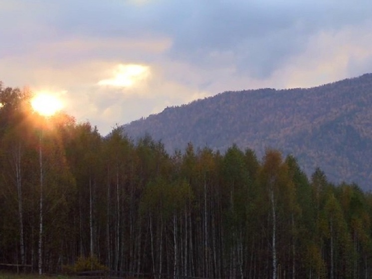 Двух бурых медведей застрелили в Хакасии