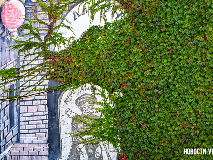 Осенний маскарад лиан: что окрашивается в багрянец во дворах Владивостока