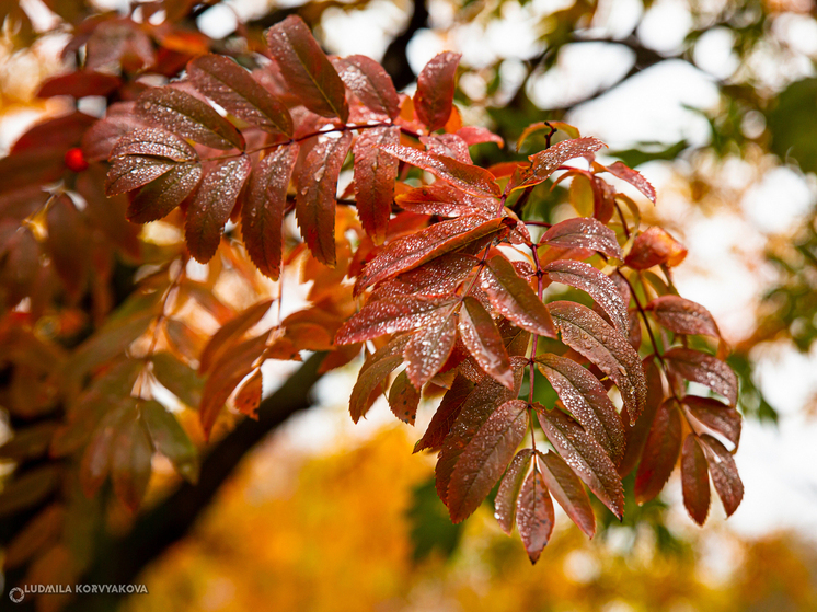 Дожди пройдут по всей Карелии 10 октября