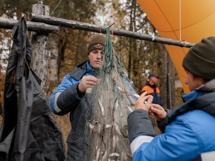 Опубликована программа фестиваля ряпушки в исторической деревне Карелии