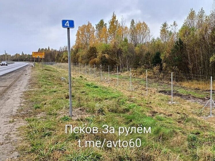Лось не пройдет: на Северном обходе нашли, как ограничить доступ диких животных