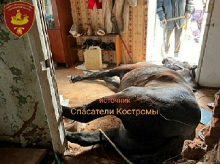 Костромские спасатели выручили попавшую в беду лошадь