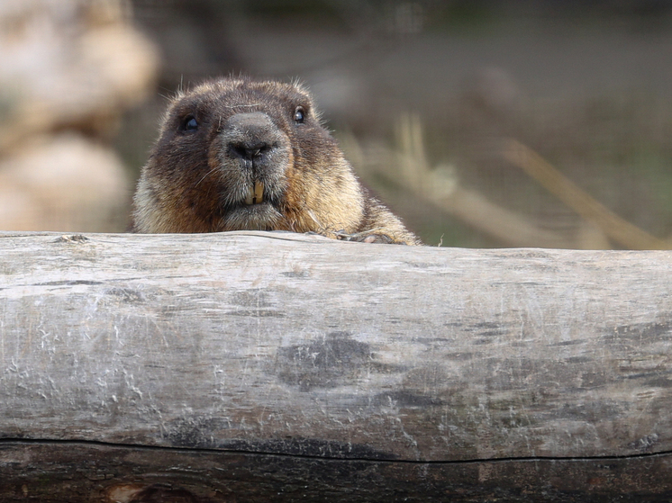 В Бурятии запретили есть сурков из-за бубонной чумы в Монголии