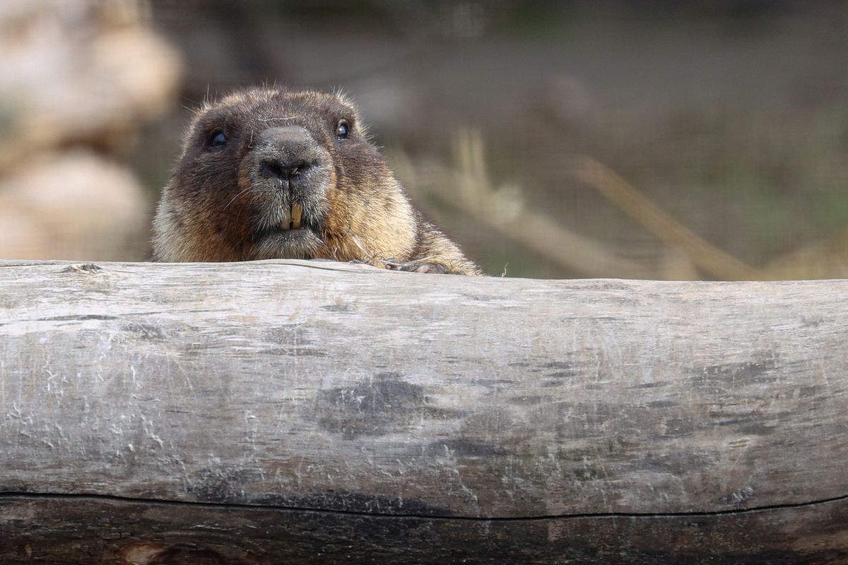 В российском регионе запретили есть сурков из-за смертельного заболевания