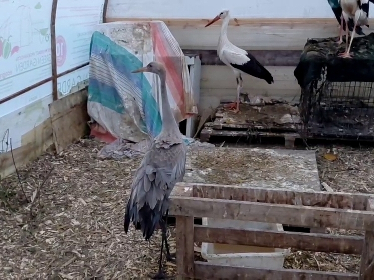 Раненому журавлёнку из калужского «Феникса» ищут имя