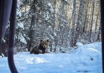 Необычные инспекторы появились на трассе Партизанское-Мина в Красноярском крае