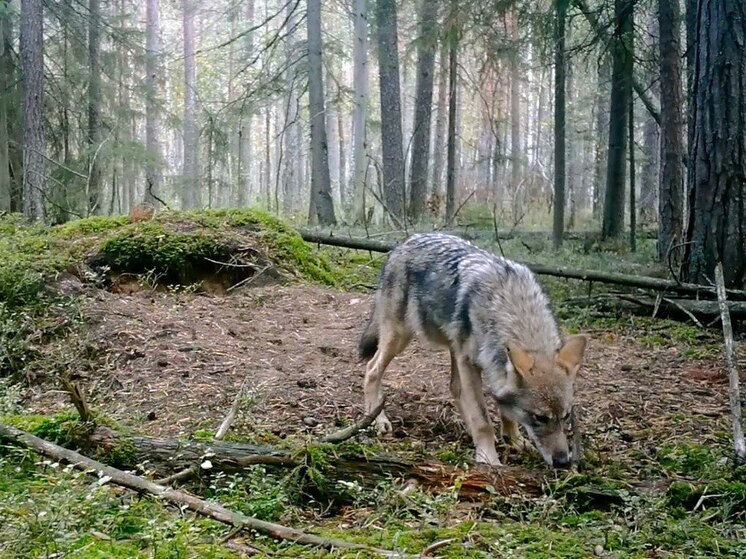 Волчий вой скоро услышат жители Всеволожского района