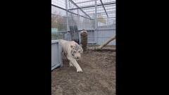 Бенгальским тиграм барнаульского зоопарка увеличили размер жилья