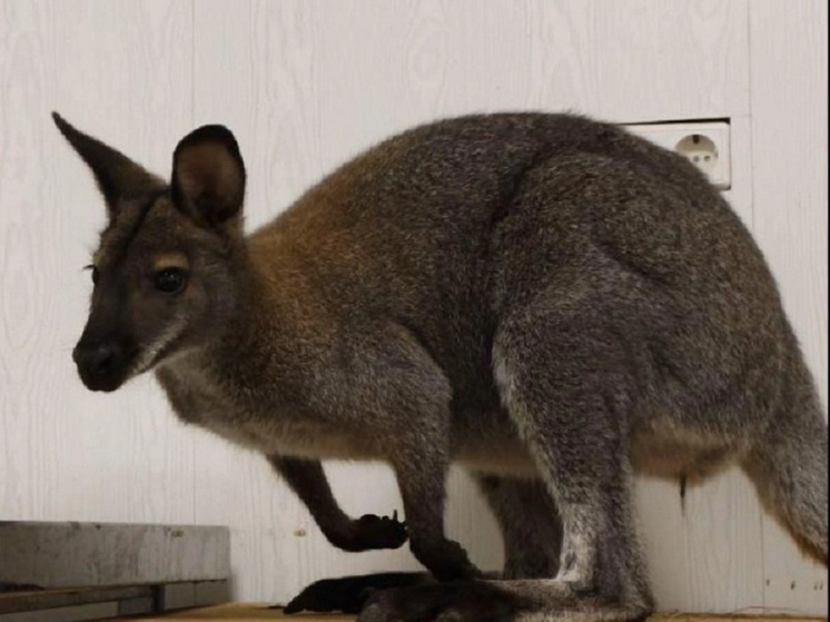 Кенгуру Беннета появился в Иркутском зоосаде