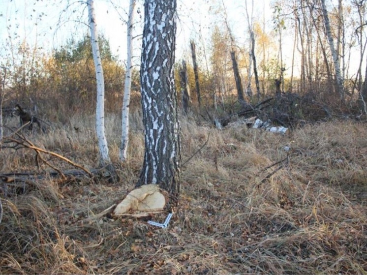 22-летнего жителя Зауралья обвинили в незаконной рубке леса