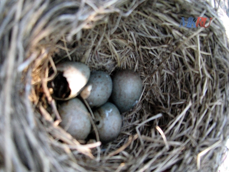 Калужан попросили мыть яйца