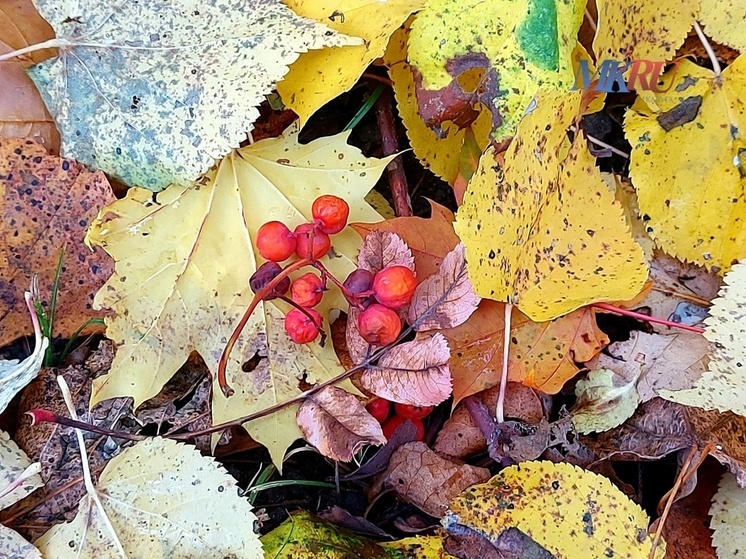 Калужан ждёт дождливое воскресенье
