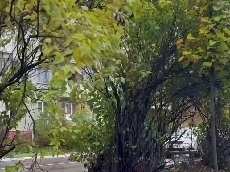 Калужан встревожило состояние сиреневой аллеи на Разина