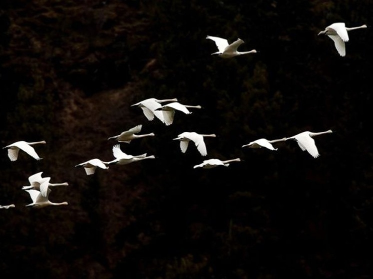 Псков простился с двумя Почетными гражданами и ветеранами Великой Отечественной войны