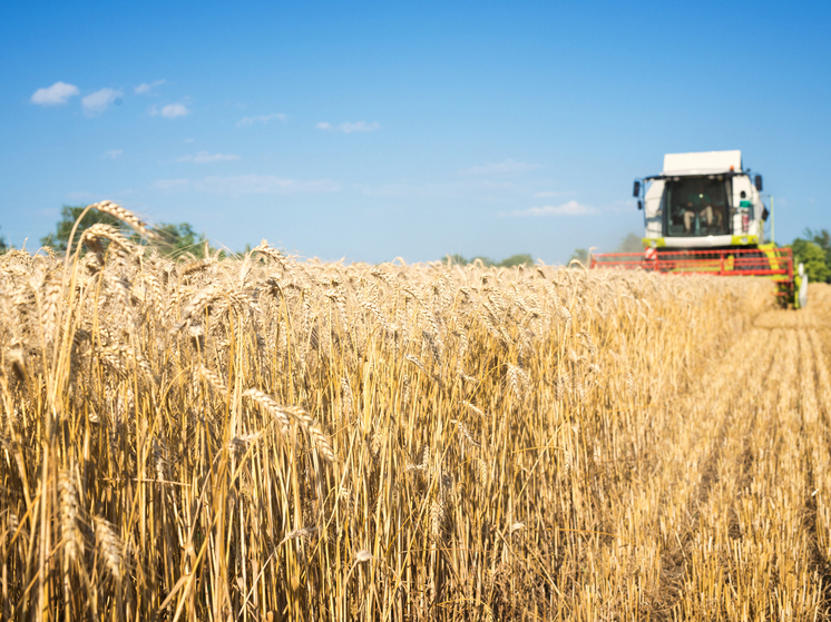 Собранный в ДНР урожай пшеницы полностью закроет потребность региона
