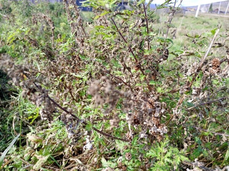 Карантин на 120 гектарах: опасное растение взяло в осаду хакасское село