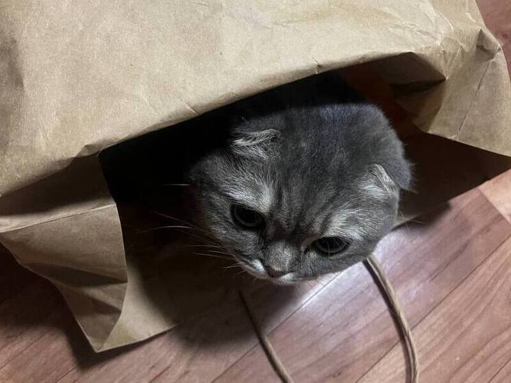 Почему всем срочно нужен кот. Или кошка