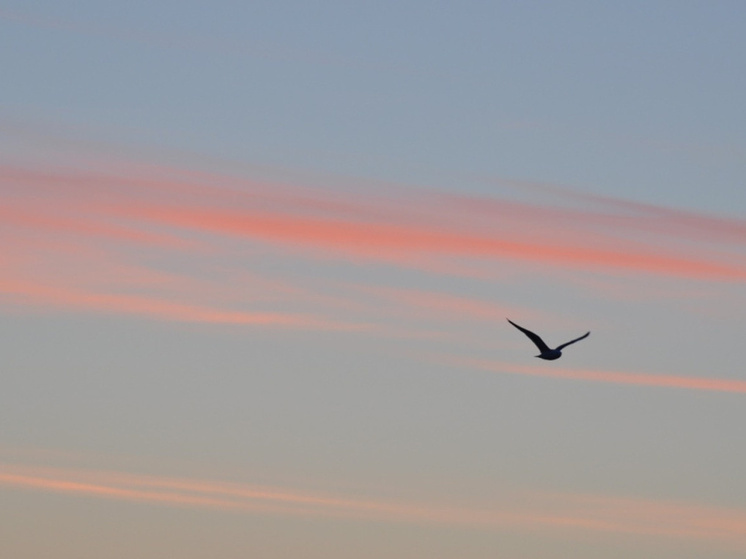 В воскресенье на побережье Берингова моря прогнозируется ветер до 28 м/с