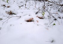 Обсуждая пропажу в тайге в Красноярском крае семьи Усольцевых, пользователи соцсетей вспомнили способ, как выйти из леса, если заблудился. Чтобы не плутать, надо переобуться: обувь с правой ноги надеть на левую, а с левой — на правую. Как утверждали старожилы, это работает, человек идет и находит выход. Опытный промысловик рассказал «МК», что в этом есть определенный смысл. Ему возразил не менее опытный охотовед.  