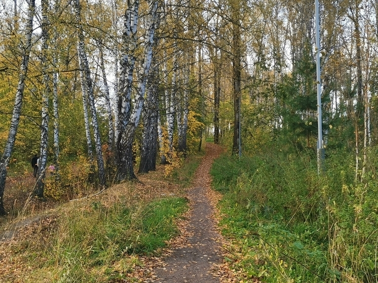Без существенных осадков и до -8°С: погода в Томске на 13 октября