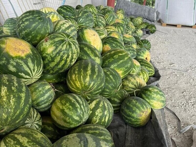 На территории Предгорья вырастили первую промышленную партию арбузов