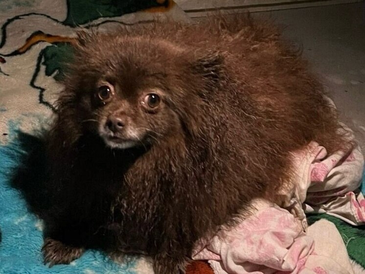 Калужский градоначальник решил посодействовать в поисках потеряшки