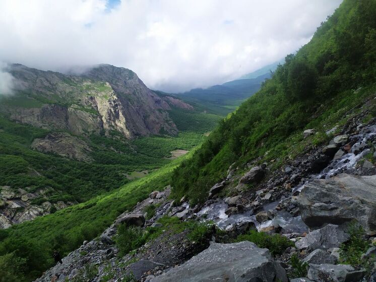 В Осетии медвежонок пострадал в ДТП