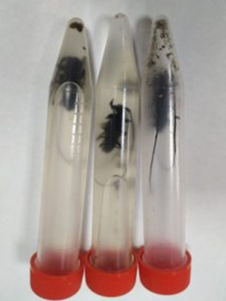 Опасного лесного вредителя обнаружили в Свердловской области