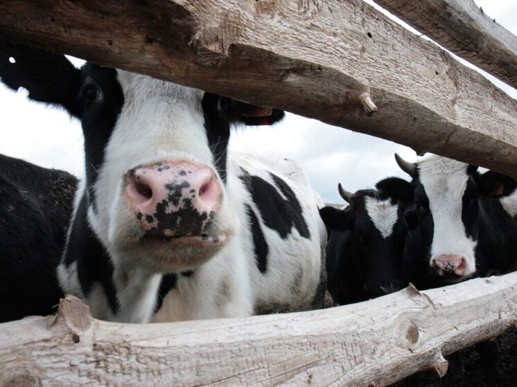 Россельхознадзор Хакасии вернул к месту погрузки около 500 голов домашнего скота