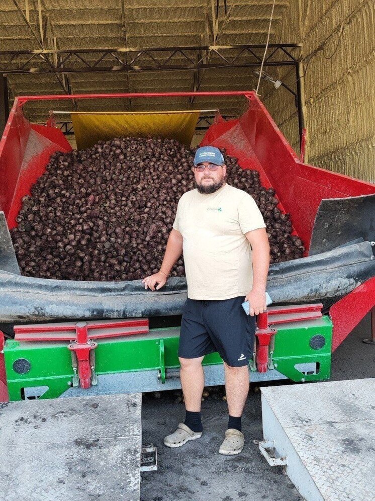 Аграрии Предгорья собрали 1,5 тысячи тонн моркови и свёклы