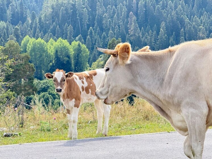 С января по сентябрь в КЧР произошло 94 ДТП с участием скота