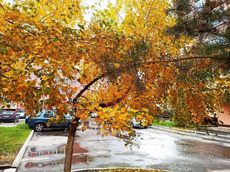 Новая неделя в Костроме начнется с мокрого снега