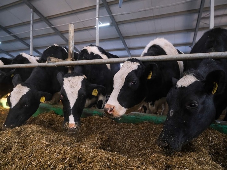 Волгоградцам рассказали о господдержке для открытия и развития агробизнеса