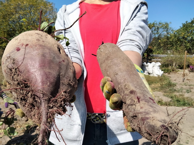 Раскладываю свеклу по обычным пакетам каждую осень — и до мая корнеплоды остаются свежими, словно только с грядки