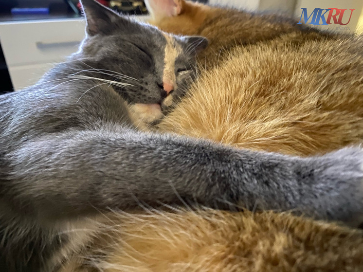 В «Фениксе» призывают калужан не дарить друг другу животных