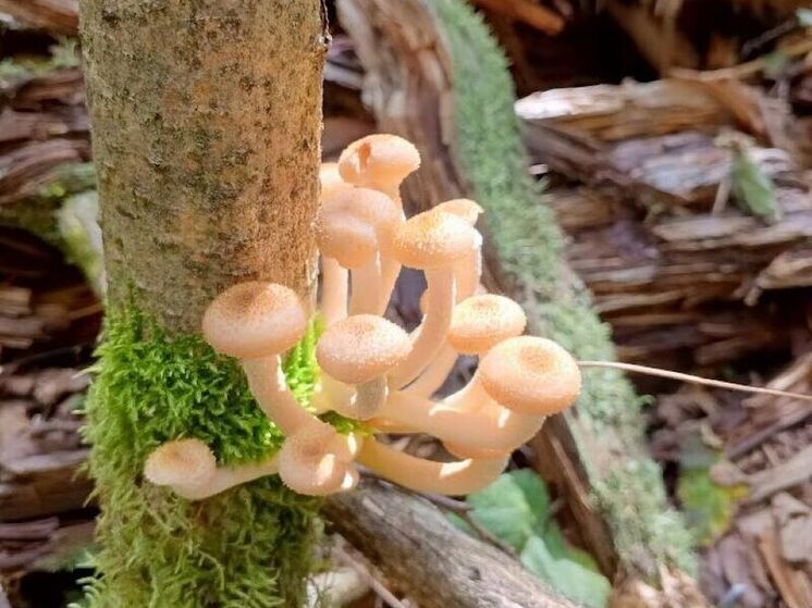 Грибной сезон в Подмосковье продлился до середины октября: что искать в лесу сейчас