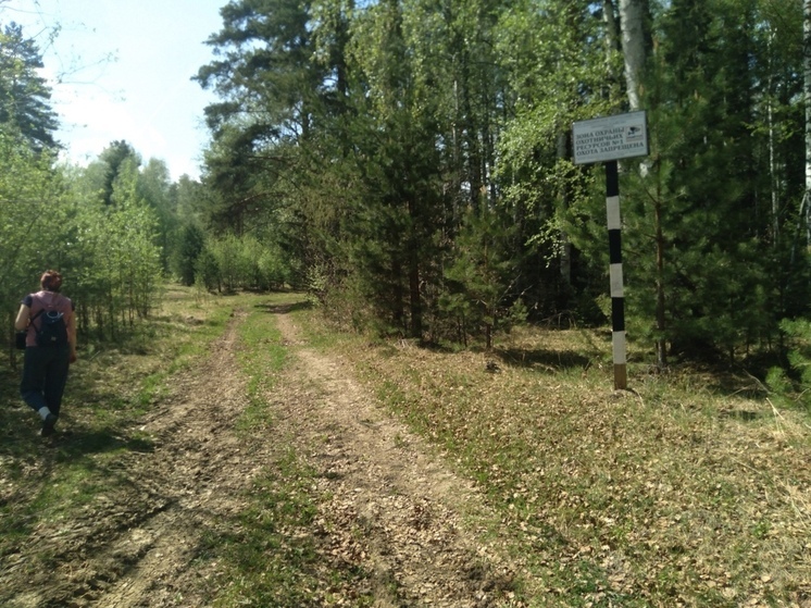 32 тысячи гектаров леса восстановят в Свердловской области