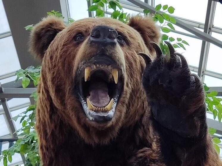 В Бейском районе отстрелили еще двух бурых медведей