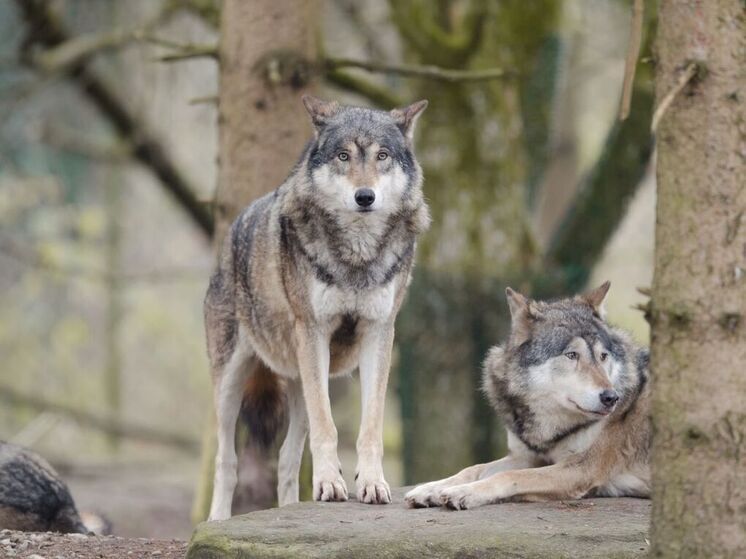 Возвращение волков в Данию вызвало ожесточенные споры