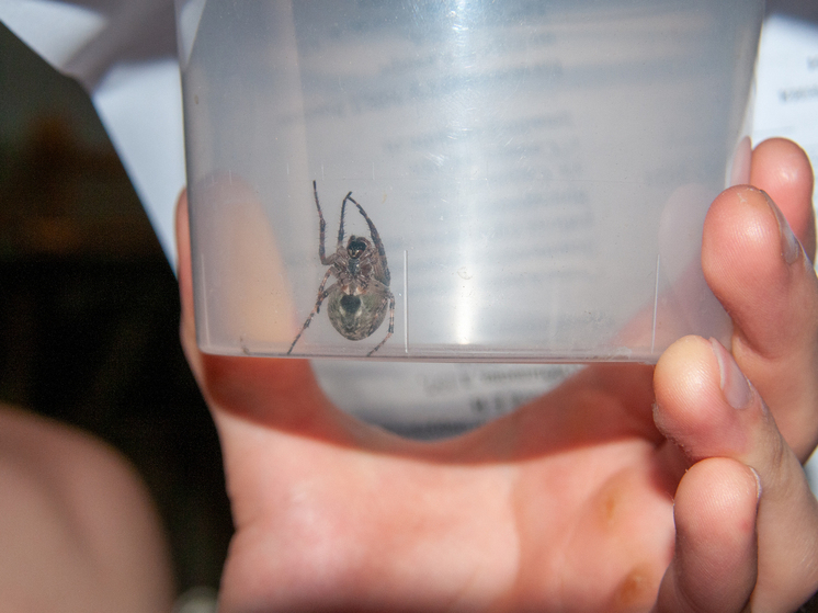 Из уха бурятского школьника врач удалил живого паука