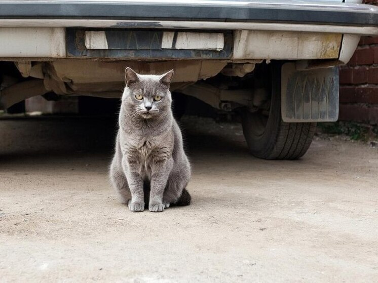В Москве неизвестные выбросили на улицу домашнего кота с переноской