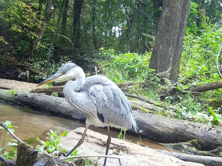 Серого гостя заметили в «Калужских засеках»