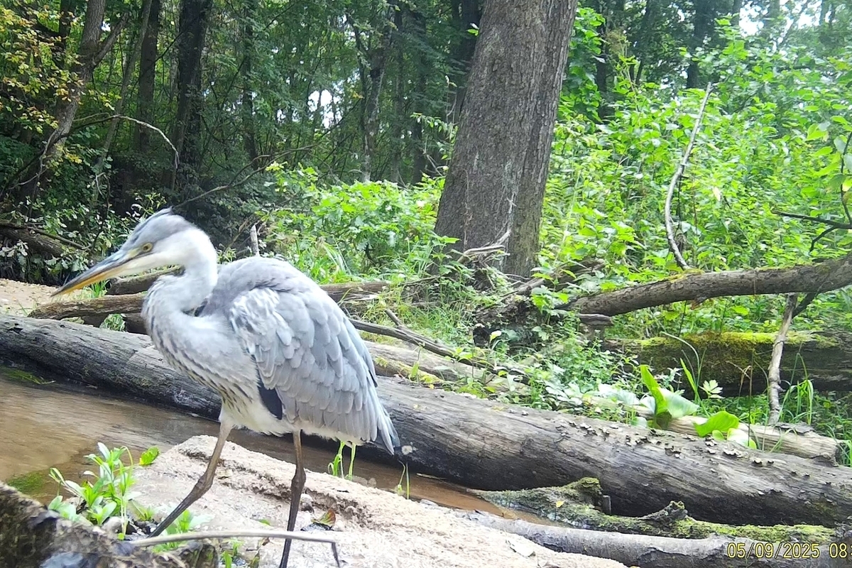 Avvistamento di una cicogna grigia nel parco naturale di Kaluga: un evento significativo per la conservazione della natura