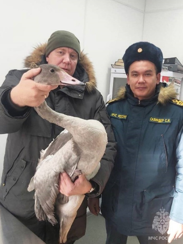 На Ямале из «ледяной ловушки» спасли отбившегося от стаи птенца лебедя