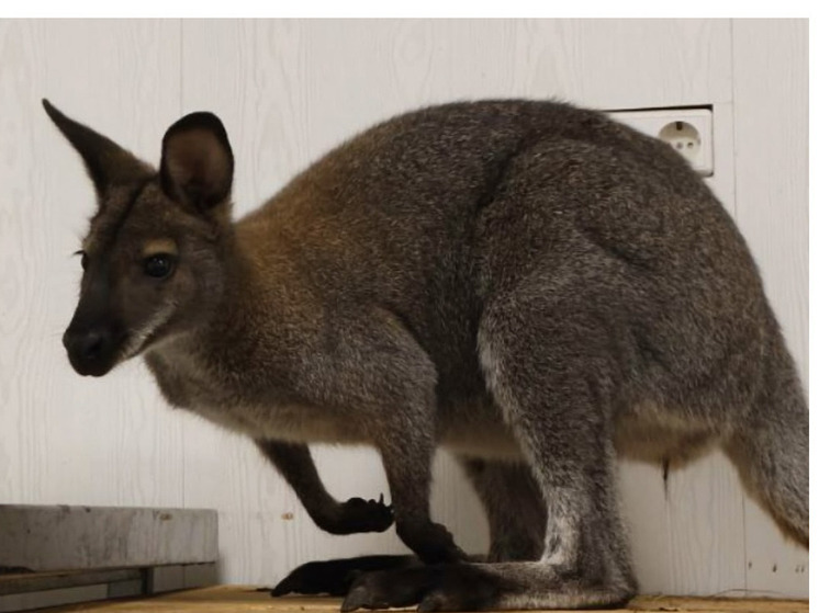 В Иркутском зоосаде появился первый кенгуру