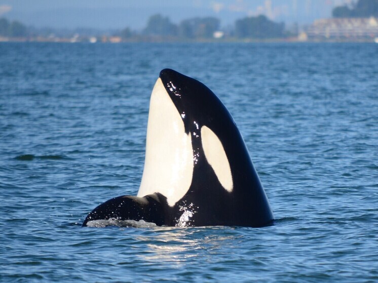 Косатки потопили яхту у берегов Португалии