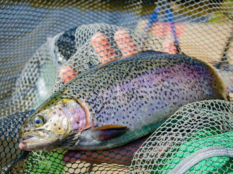 В Сегеже местный житель похитил свыше тонны форели из рыбоводческих садков
