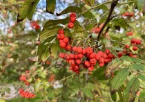 16 октября в народном календаре отмечается День Дениса Позимнего