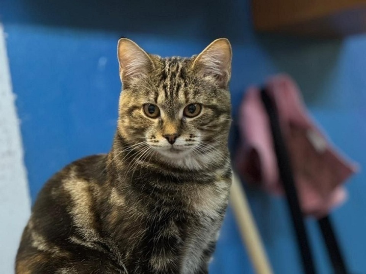 В НАО выкинули на улицу беременную маму-кошку