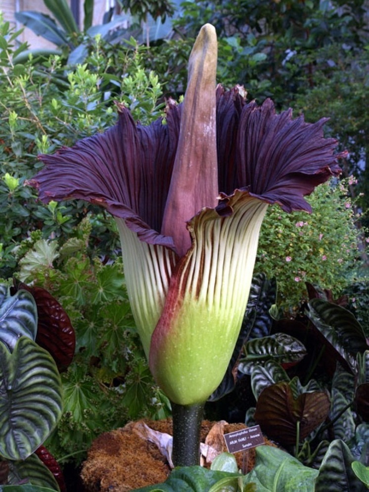 Цветок весом 30 кг с трупным запахом украли из ботанического парка в Германии